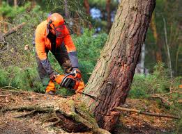 Best Tree Health Inspection  in Faison, NC